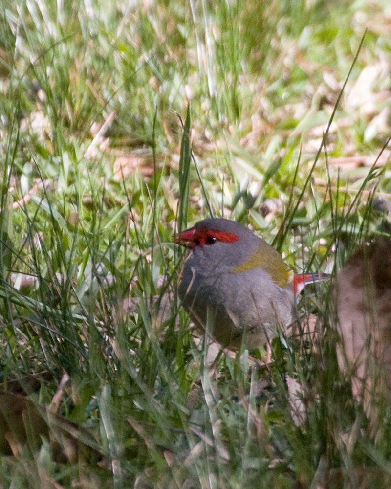 [Red-browed Finch]