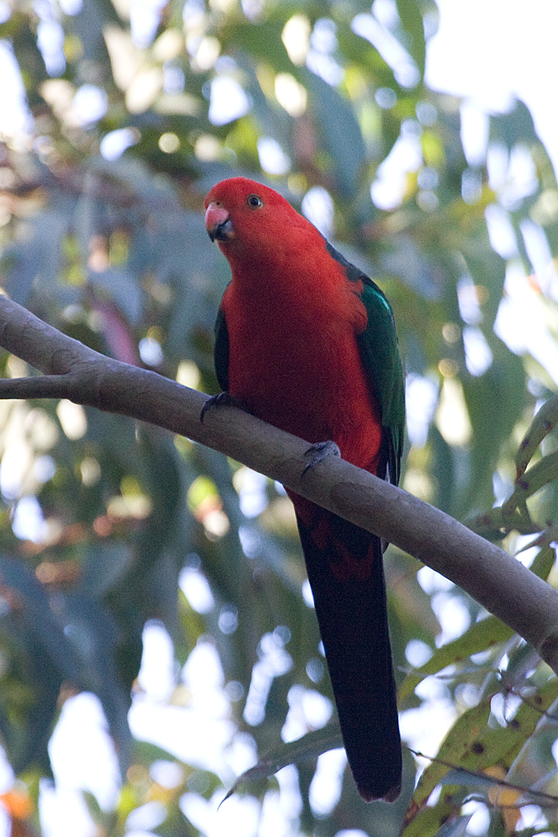 [Australian King-Parrot]