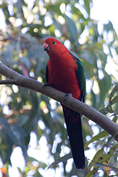 Australian King Parrot