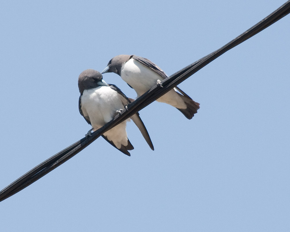 [White-breasted Woodswallows]