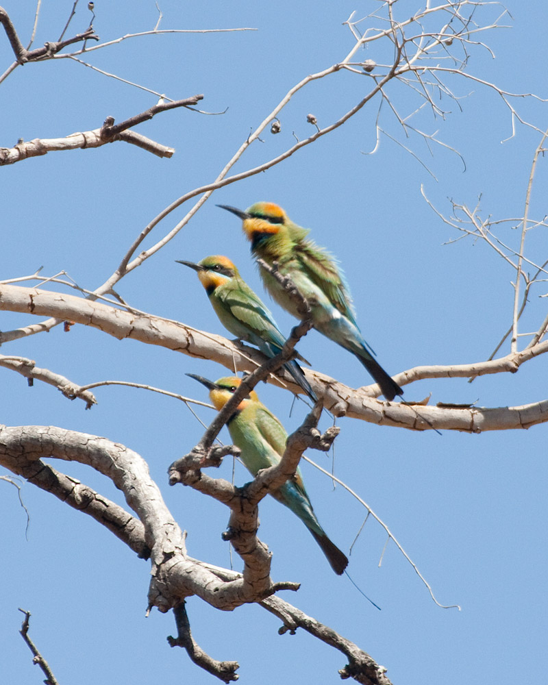 [Rainbow Bee-eaters]