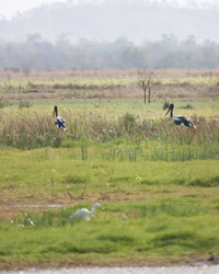 Black-necked Storks