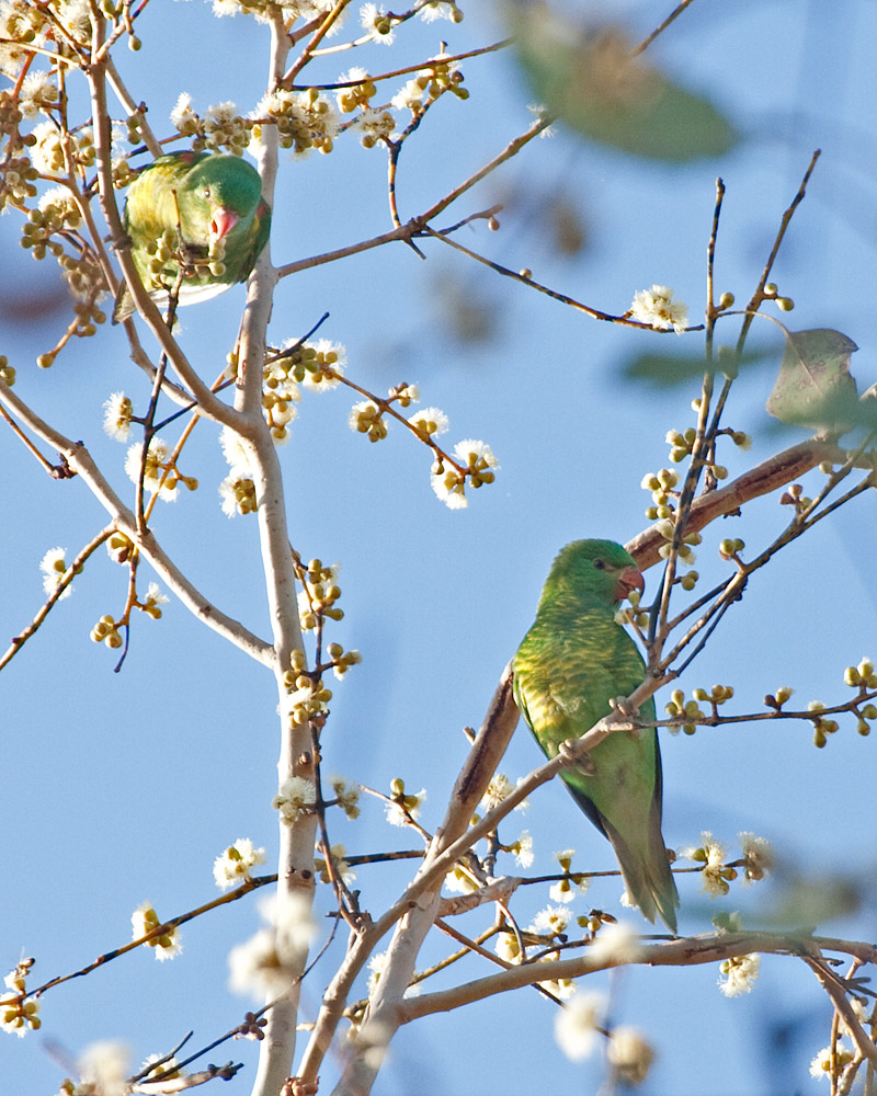 [Scaly-breasted Lorikeets]