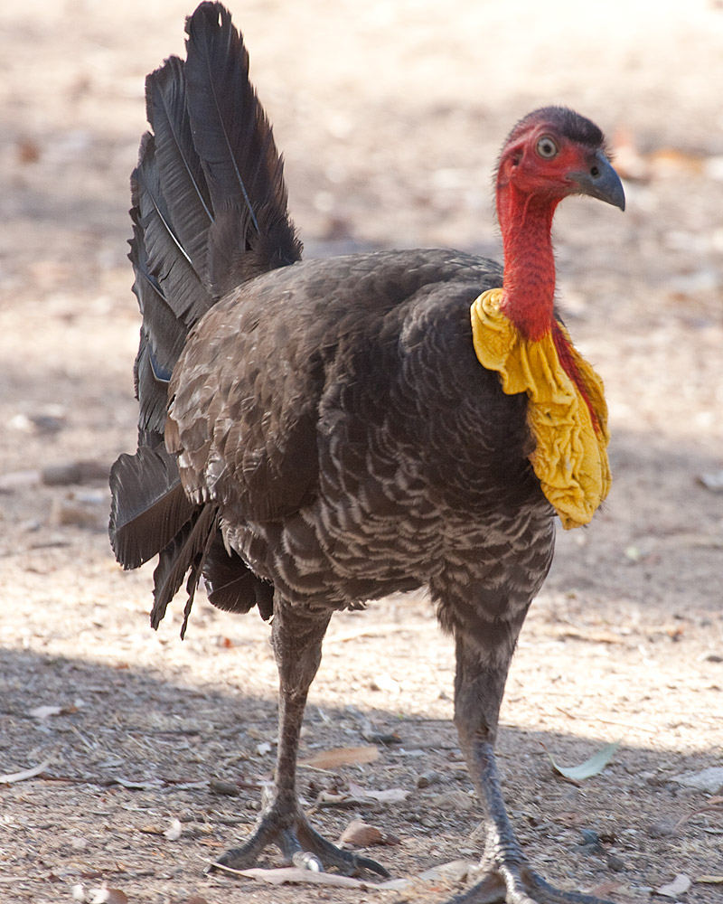 forbi halstørklæde fuldstændig Australian Brush-turkey