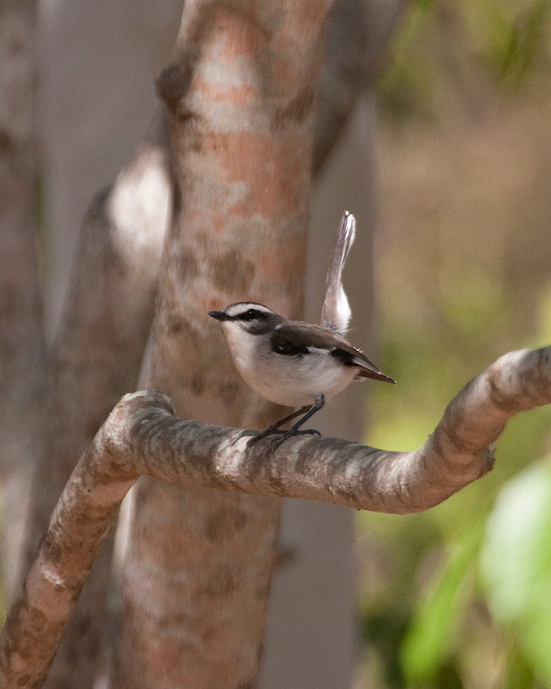 [White-browed Robin]