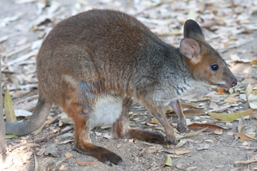 Red-legged Pademelon