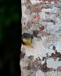 Pale-yellow Robin