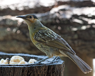 Macleay's Honeyeater