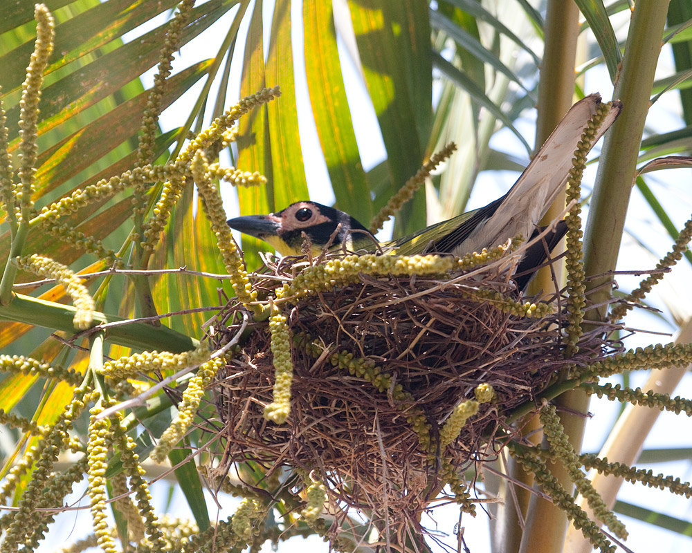 [Nesting Australasian Figbird]