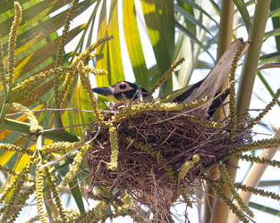 Nesting Australasian Figbird