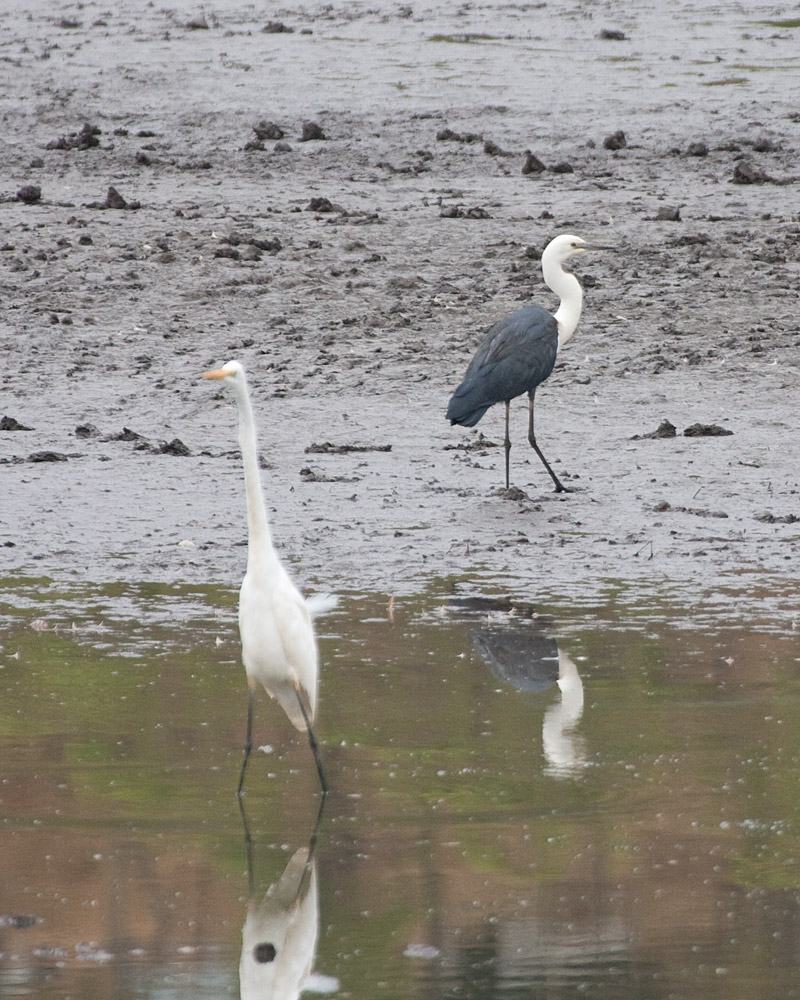 [Heron and Egret]