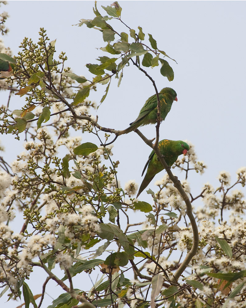 [Scaly-breasted Lorikeets]
