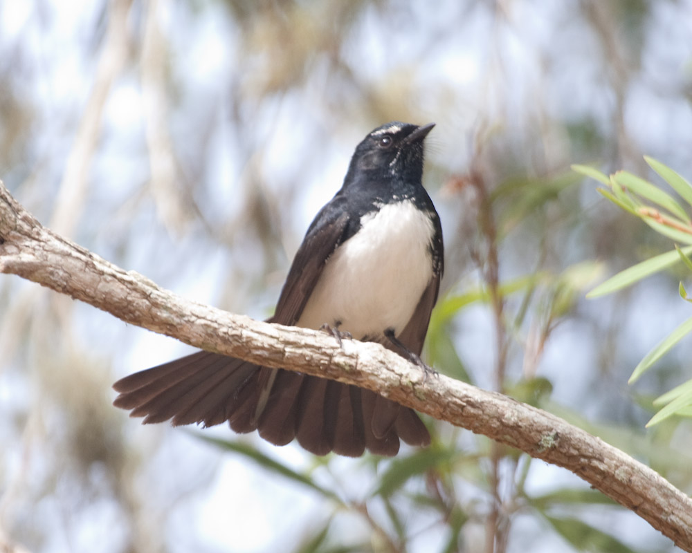[Willie-wagtail]