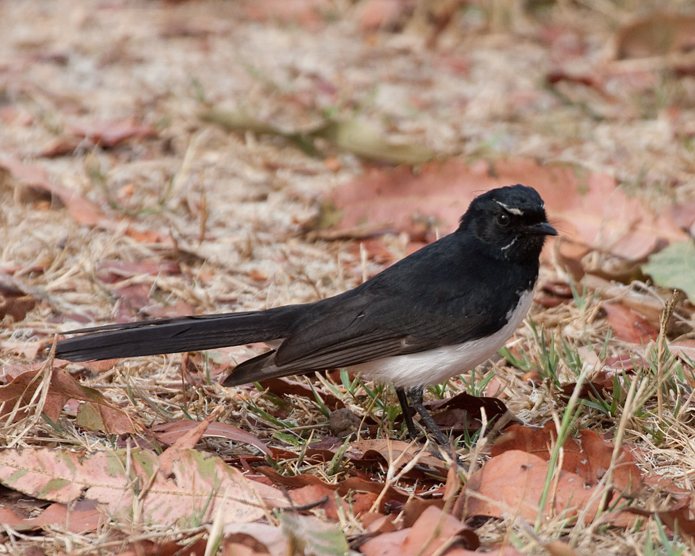 [Willie-wagtail]