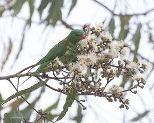 Scaly-breasted Lorikeet