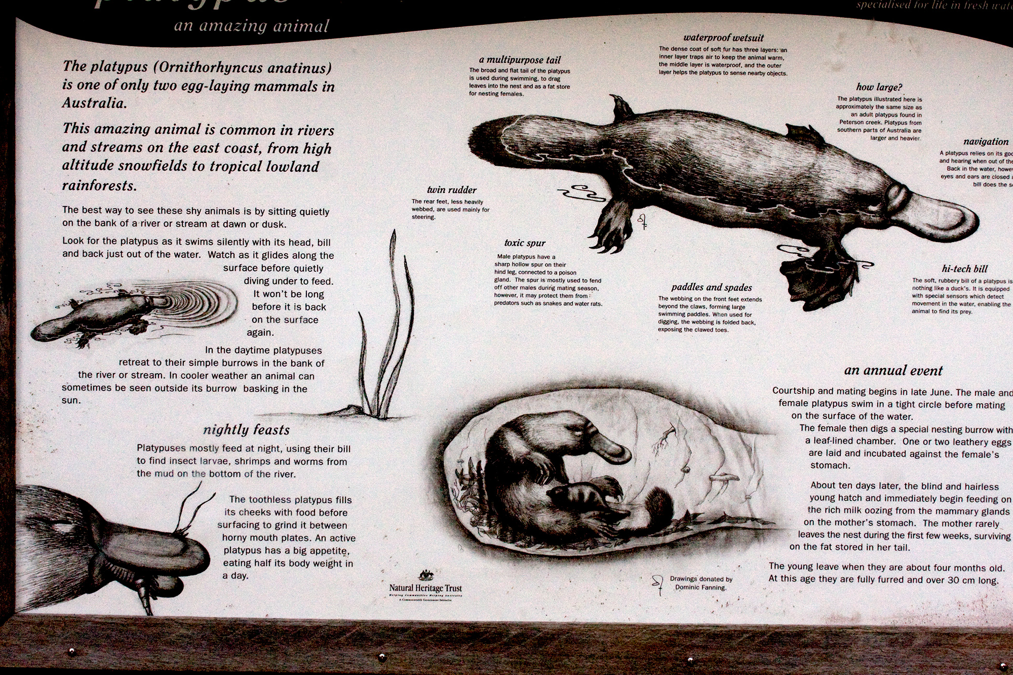 [Platypus Information]