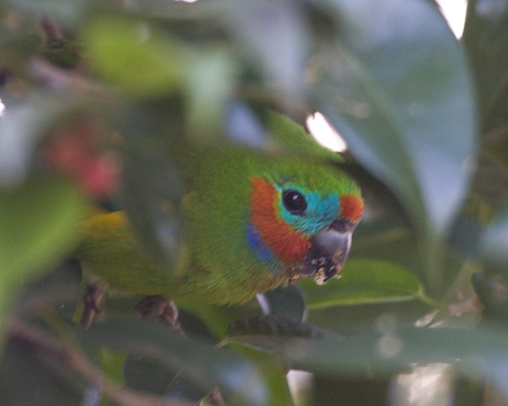 [Double-eyed Fig-Parrot]