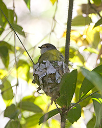 Pale-yellow Robin on Nest