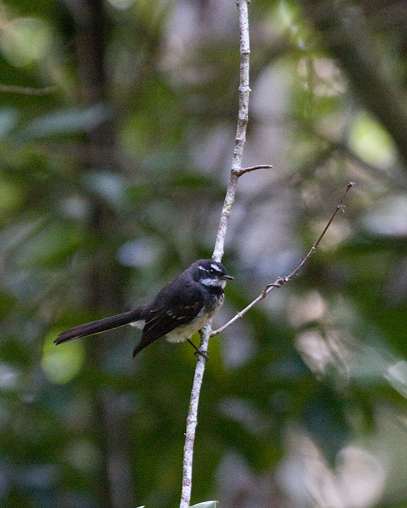 [Gray Fantail]