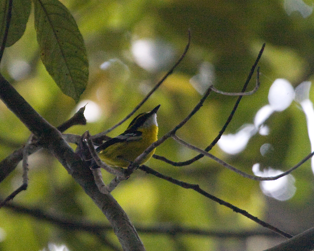 [Yellow-breasted Boatbill]