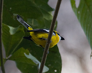 Yellow-breasted Boatbill