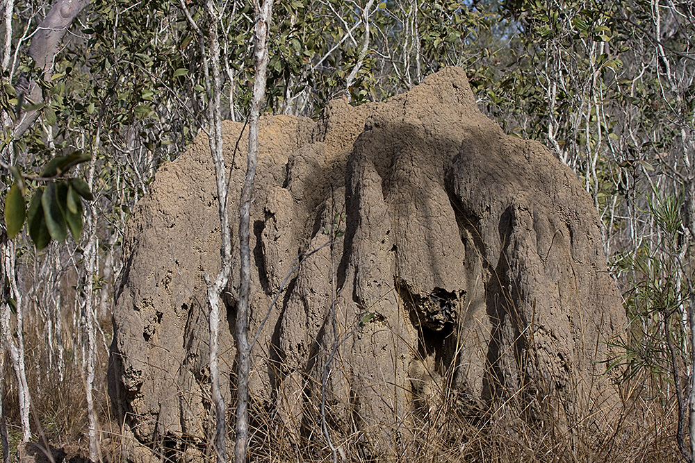 [Termite Mound]