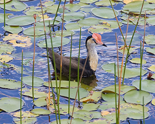 Comb-crested Jacana