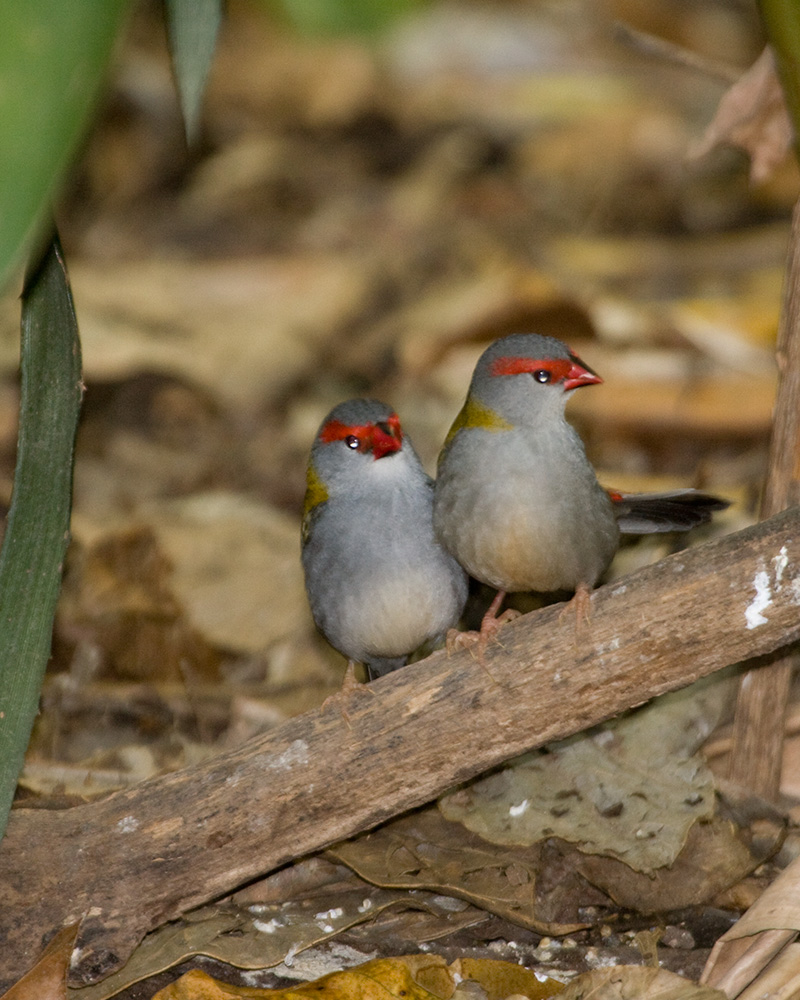 [Red-browed Finches]