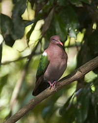 Common Emerald-Dove