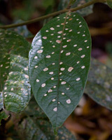 Leaf with Lichen