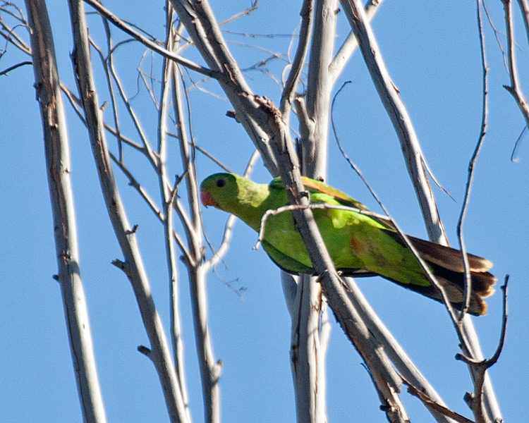 [Red-winged Parrot]
