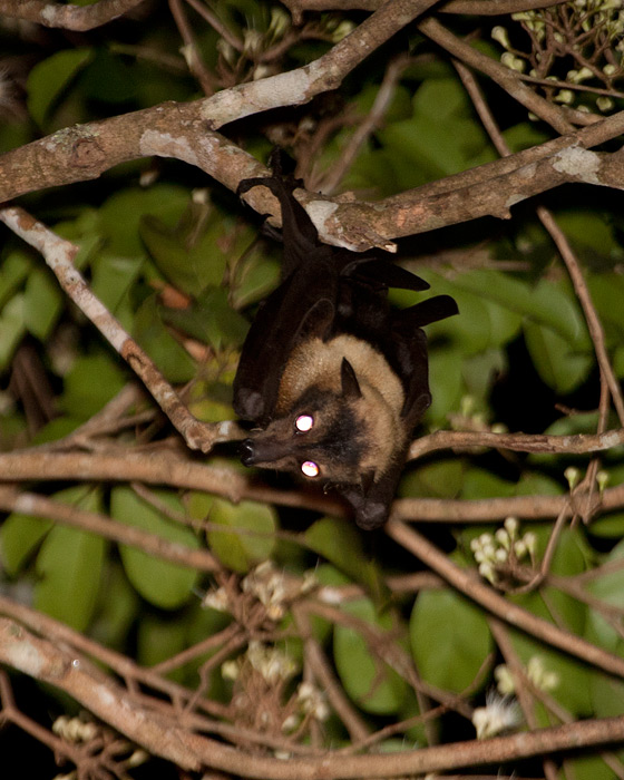 [Spectacled Flying-fox]