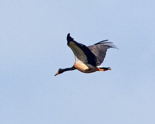 Magpie-Goose