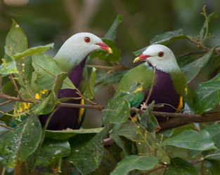 Wompoo Fruit-Doves