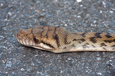 Amethystine Python