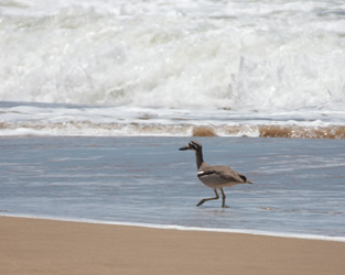 Beach Stone-Curlew