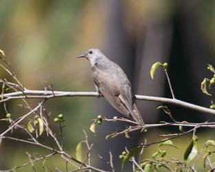 Brush Cuckoo