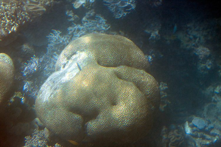 [Reef Photo from Semisubmersible]