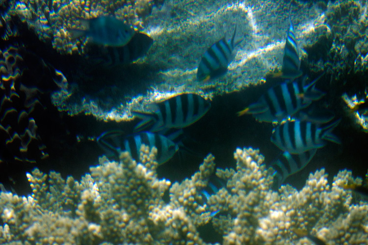 [Reef Fish from Semisubmersible]