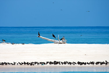 Birds of Michaelmas Cay