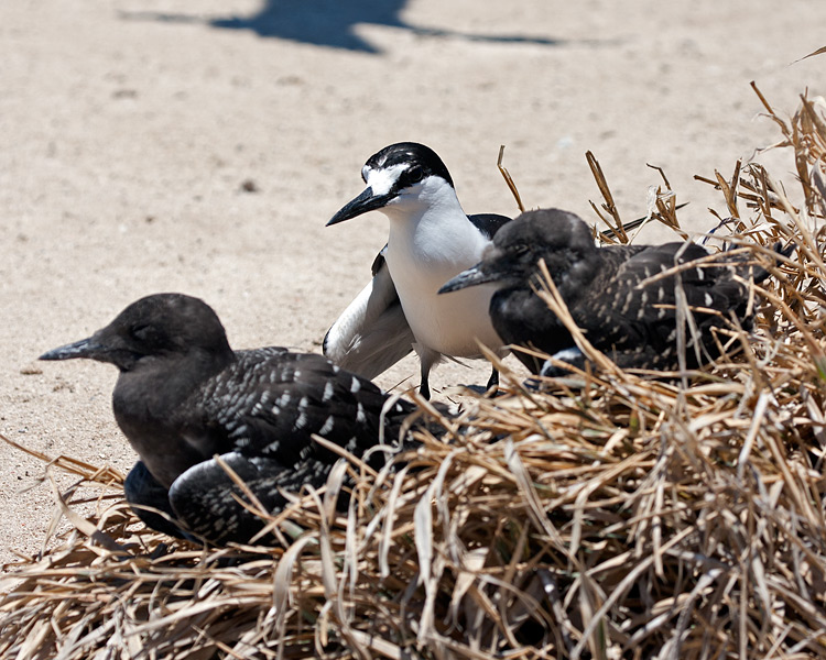 [Sooty Tern with chicks]