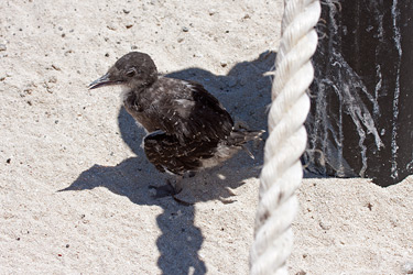 Young Sooty Tern