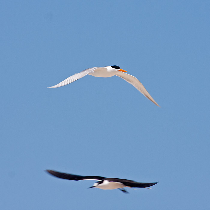 [Caspian and Sooty Terns]