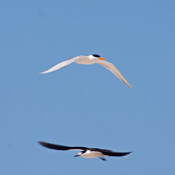 Caspian and Sooty Terns