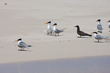 Lesser Crested Terns