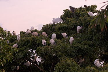 Roosting Waders