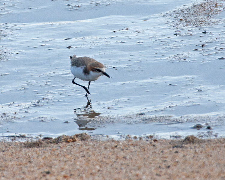 [Red-capped Plover]