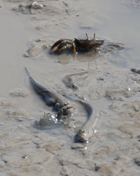 Mud Skippers & Crabs
