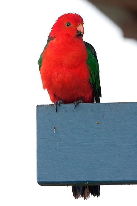 [Australian King-Parrot]