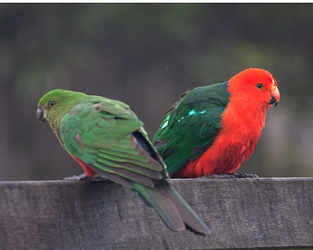 Australian King-Parrots